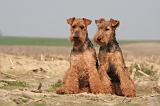 WELSH TERRIER 067